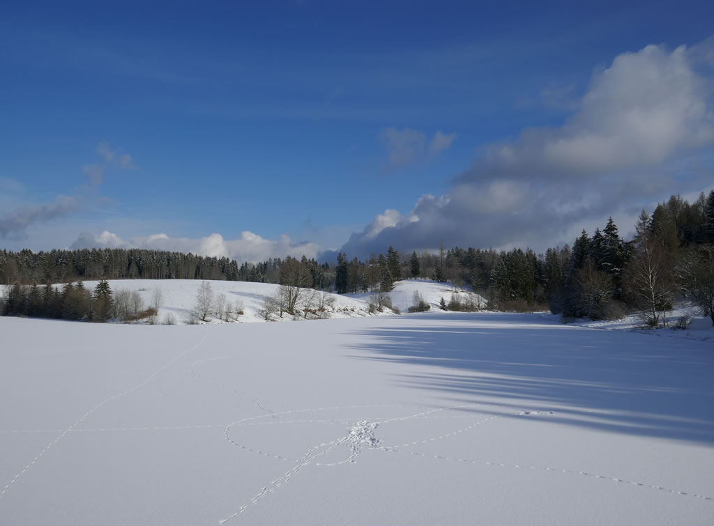 Eschenbacher Teich im Winter
